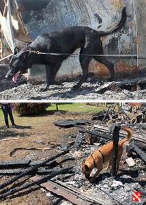 UIS-canine-fire-investigation-2-3-214x300.jpg